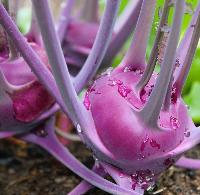 A super close up vibrant photo of a purple, bulbous vegetable with green leaves and stems.