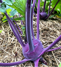 Cargar imagen en el visor de la galería, A vibrant photo of a purple, bulbous vegetable with green leaves and stems.
