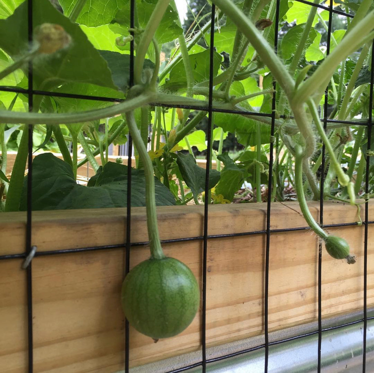 A small green watermelon hanging from a trellised vine beside a raised bed.