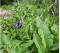 Bocking 14 comfrey with large textured green leaves and hanging purple flowers.