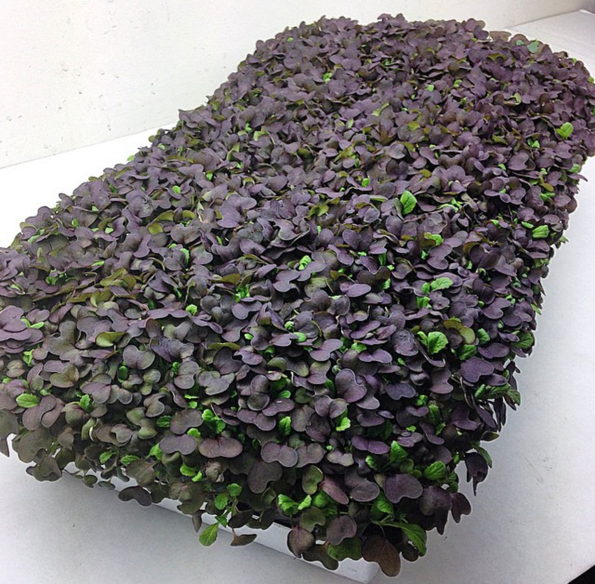 A seedling tray densely filled with dark purple mustard greens.