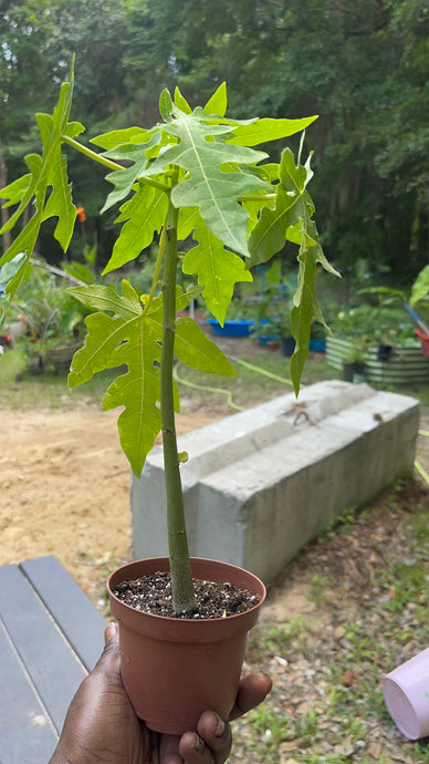 Dwarf Red Lady Papaya - Plant and Heal