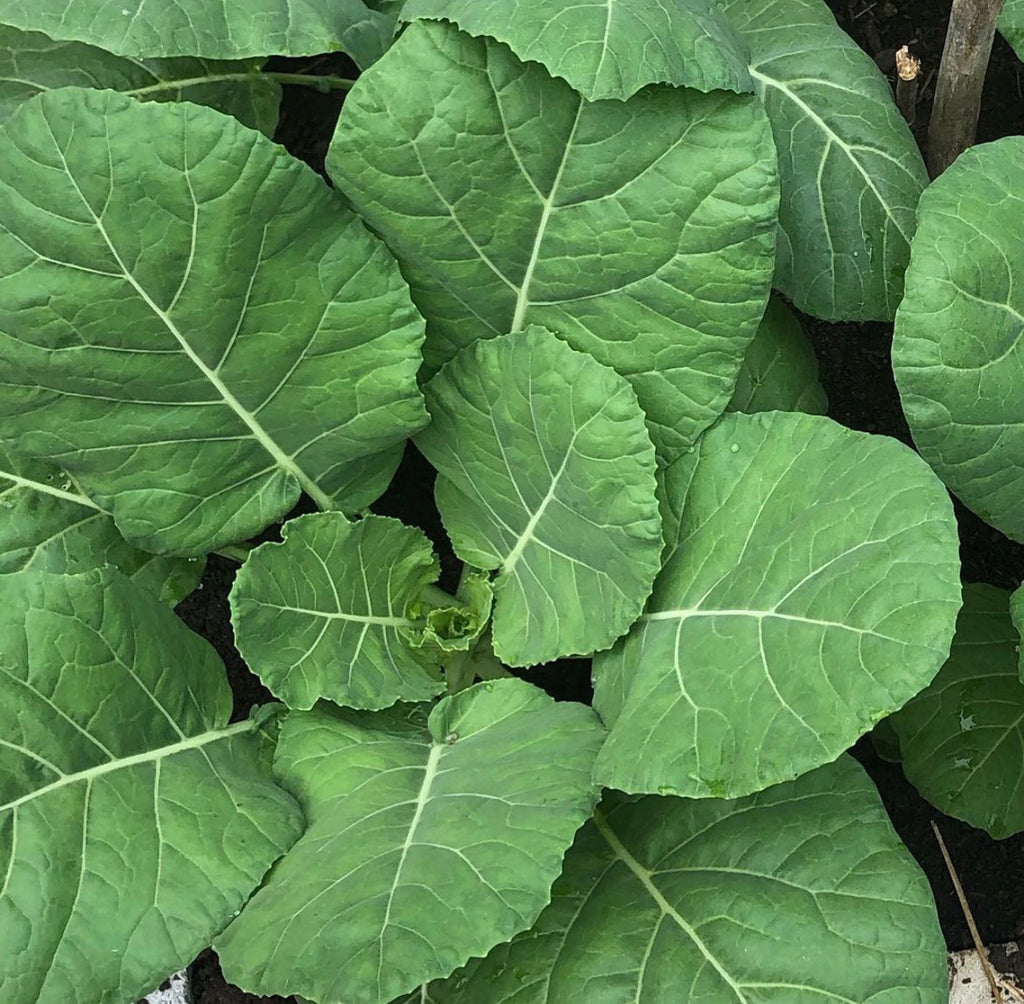 Vates collard leaves with pale veins filling the frame.