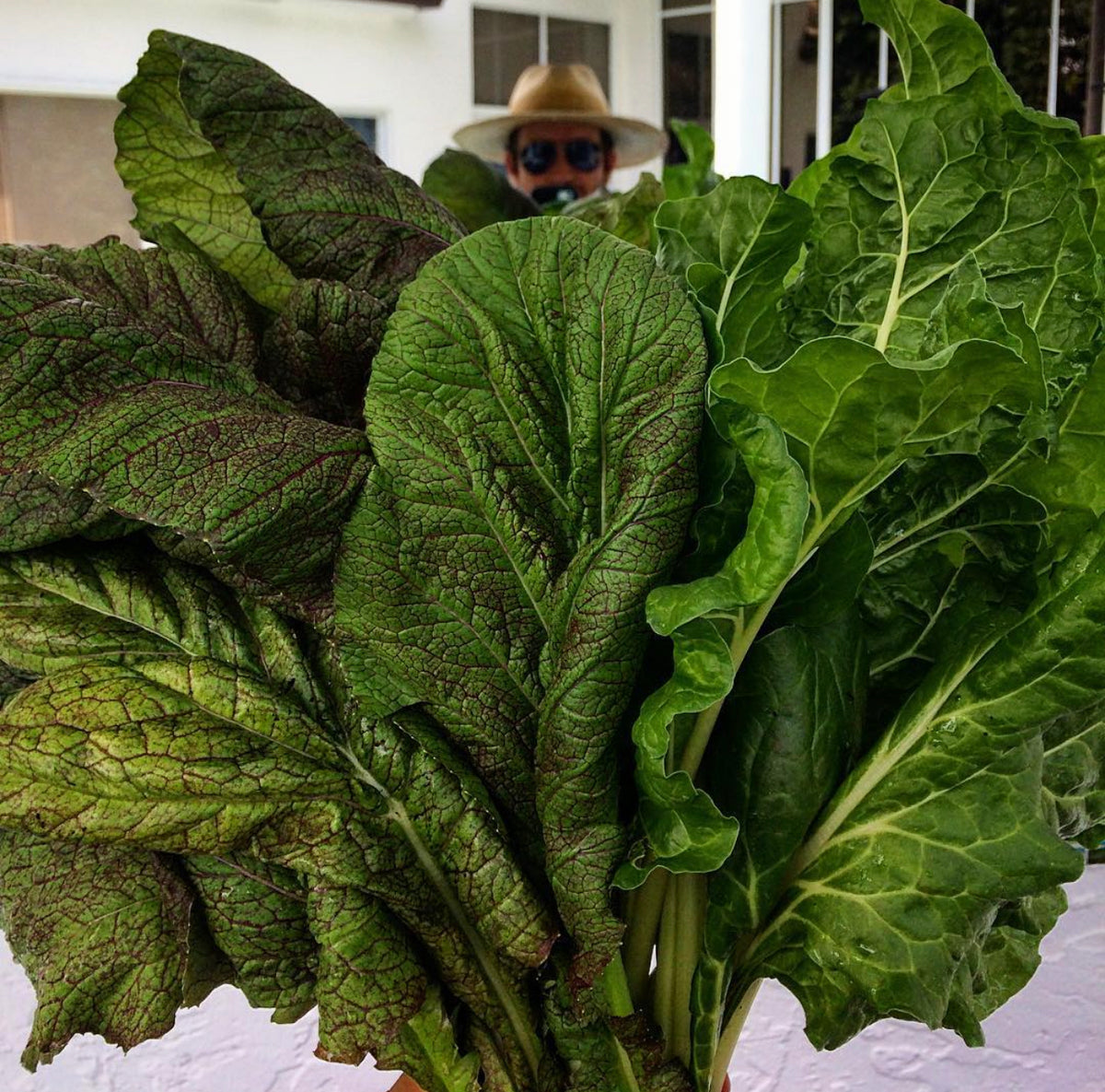 A person holding a large armful of broad green and burgundy mustard leaves — from BlackOwnedSeeds.com.