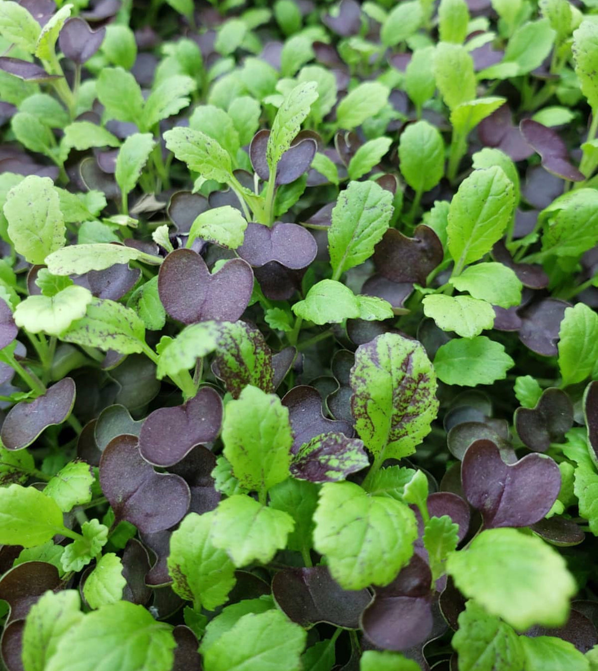 A dense tray of young mustard seedlings with green and purple leaves.