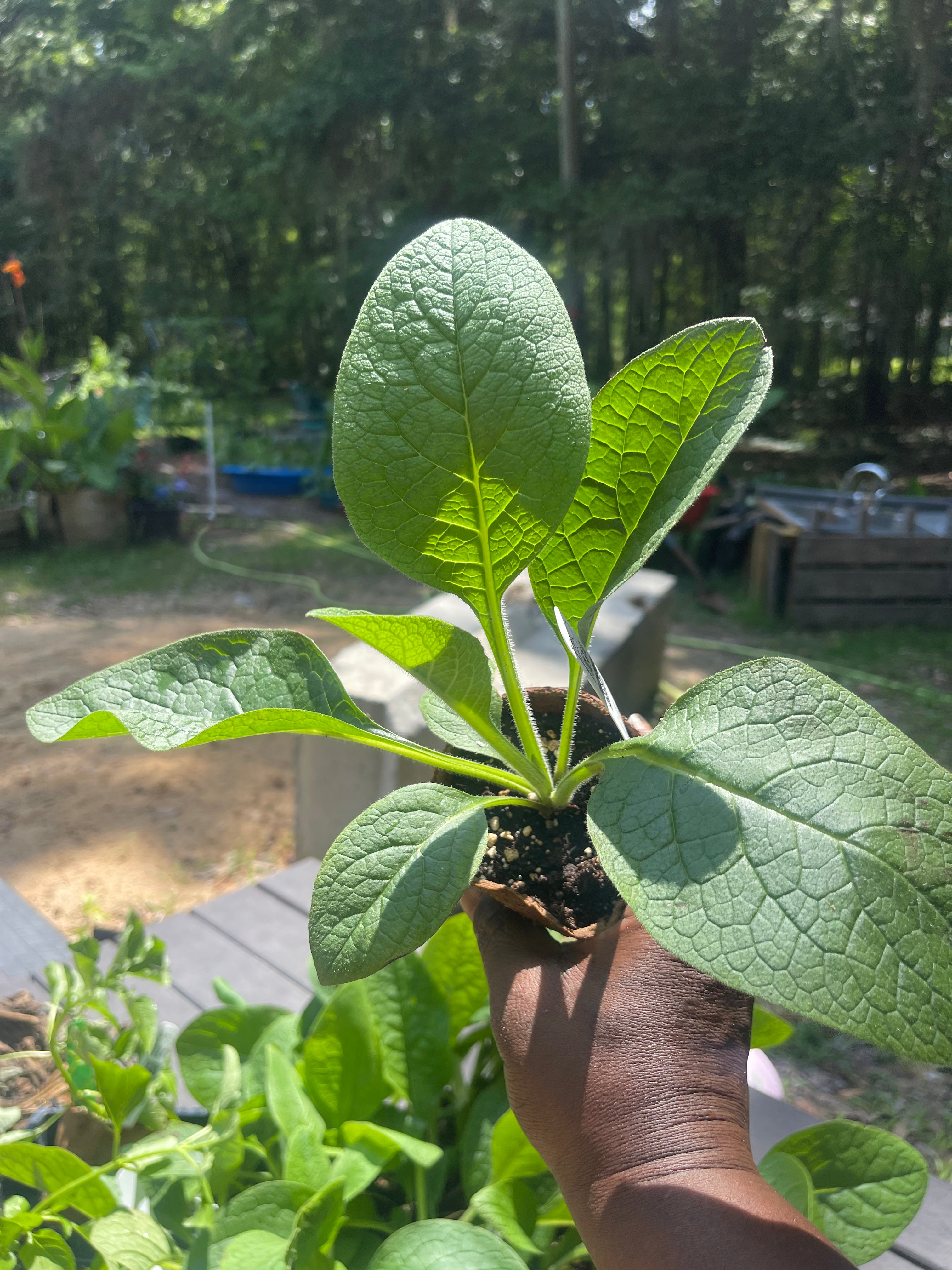 A young comfrey plant held up in its nursery pot.