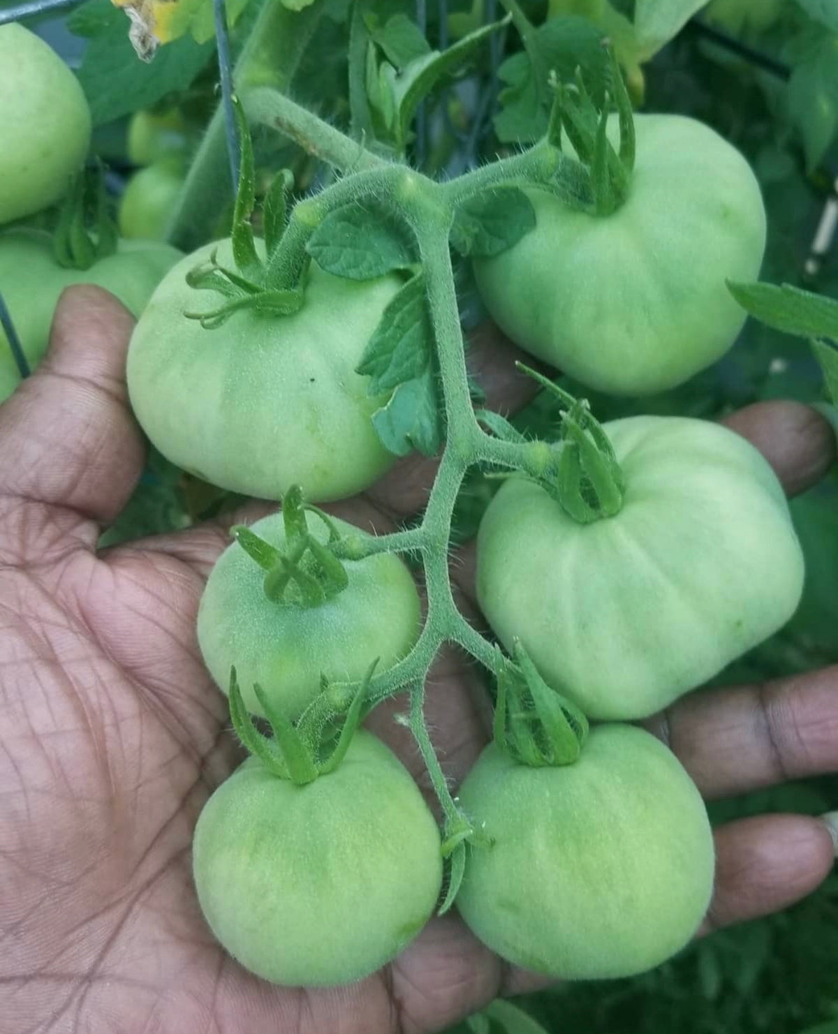 A hand supporting a cluster of pale green unripe tomatoes.