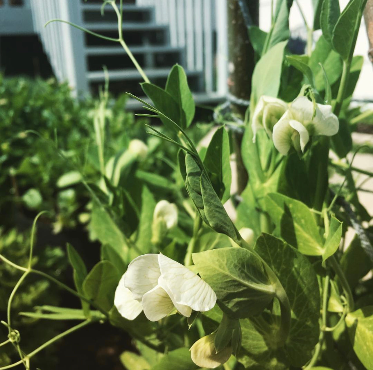 Sugar Snap Peas Seeds – Plant and Heal Co
