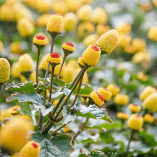 Toothache Plant—Lemon Drop Spilanthes