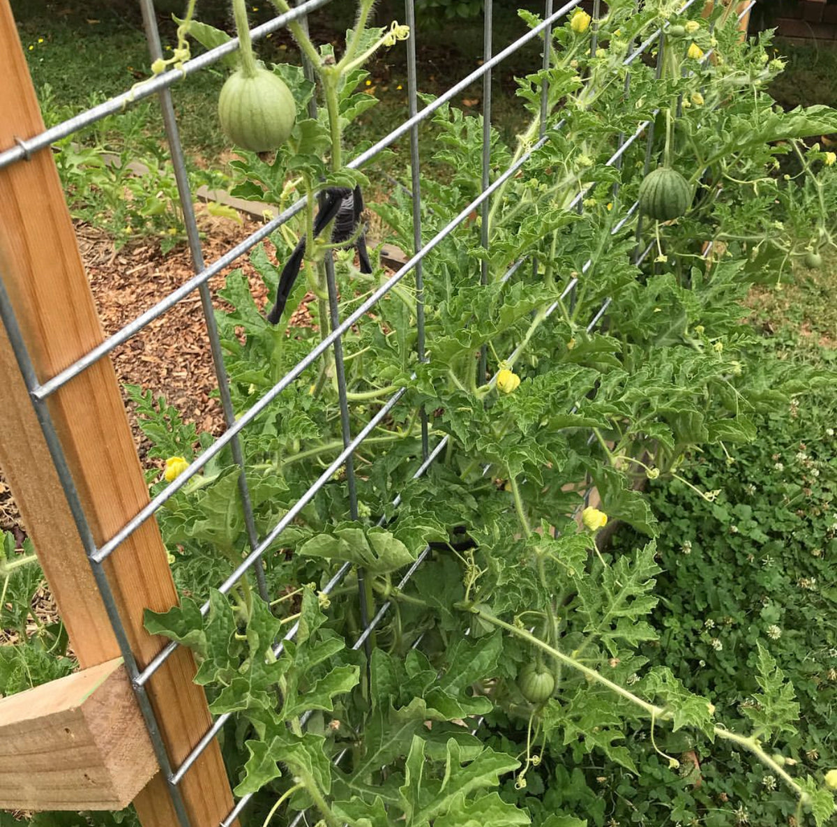 Watermelon vines climbing wire fencing, with several small fruits visible.