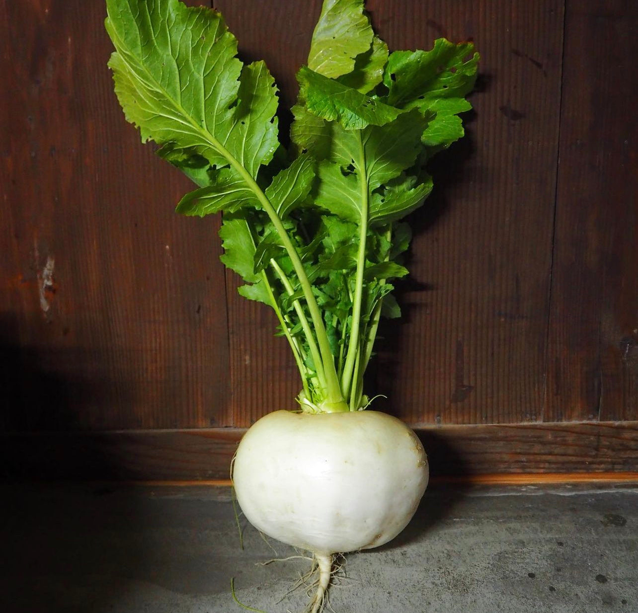 Shogoin Turnips Seeds Plant and Heal