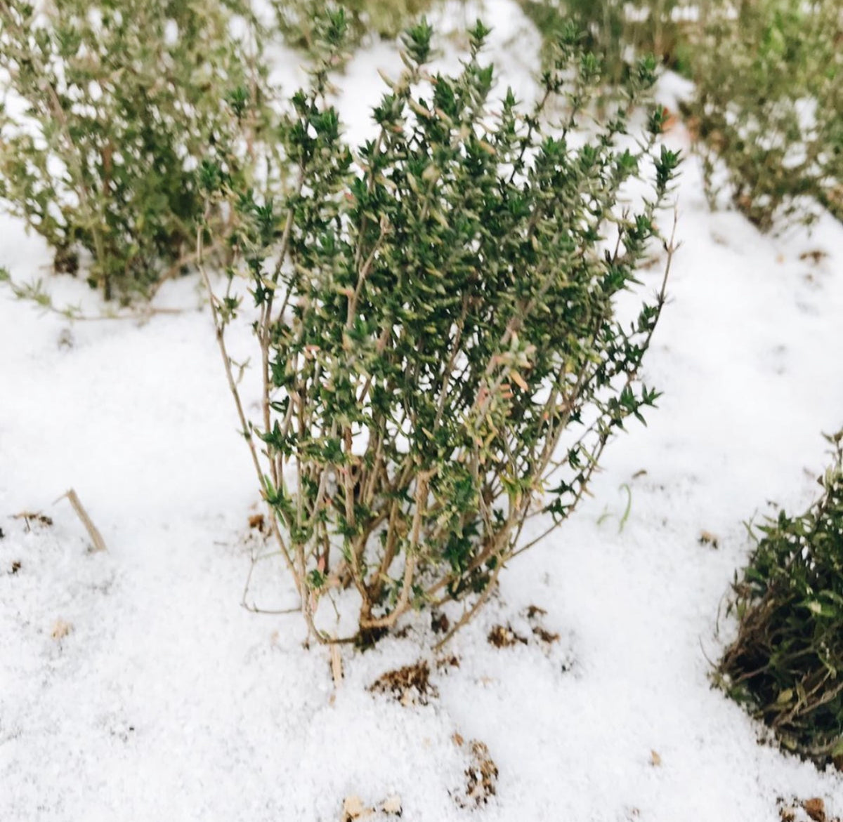 A small thyme shrub surrounded by snow.