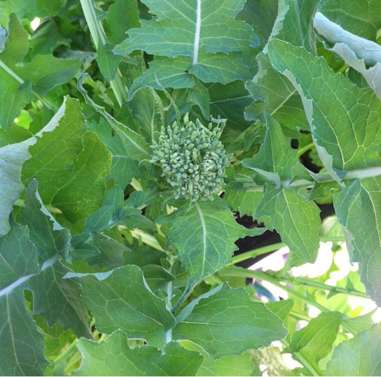 Spring Rapini Broccoli Raab Seeds – Plant and Heal Co.