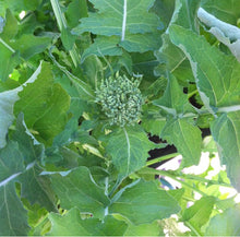 Load image into Gallery viewer, Spring Rapini Broccoli Raab Seeds - Plant and Heal
