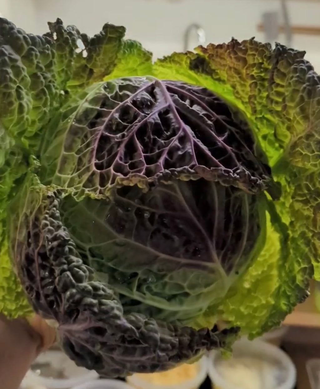 A purple-and-green savoy cabbage head held upright.