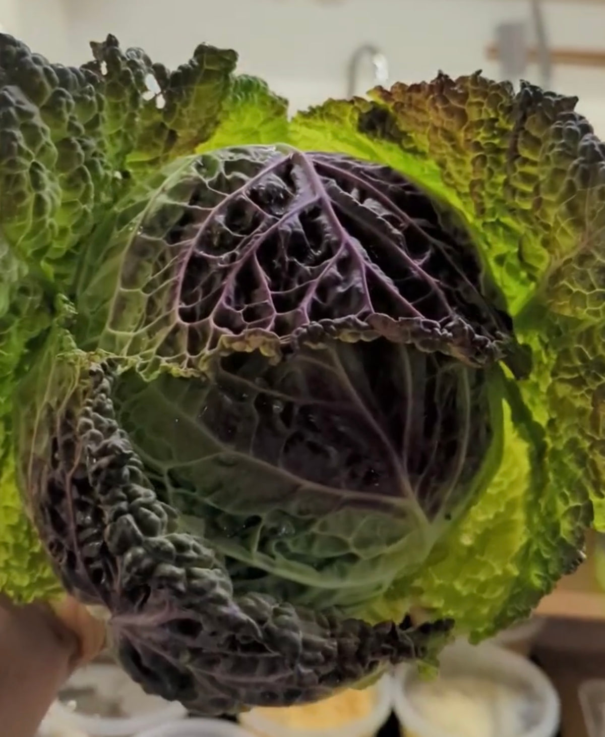 A purple-and-green savoy cabbage head held upright.