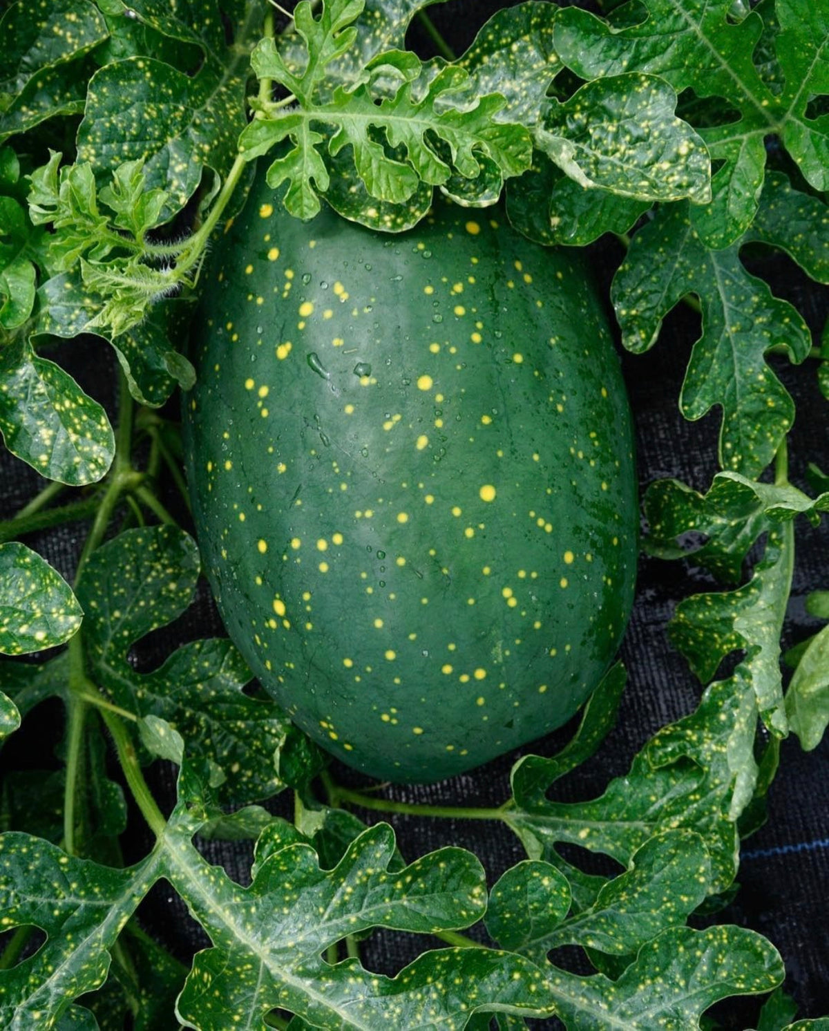 A dark green watermelon speckled with small yellow spots growing on a vine.