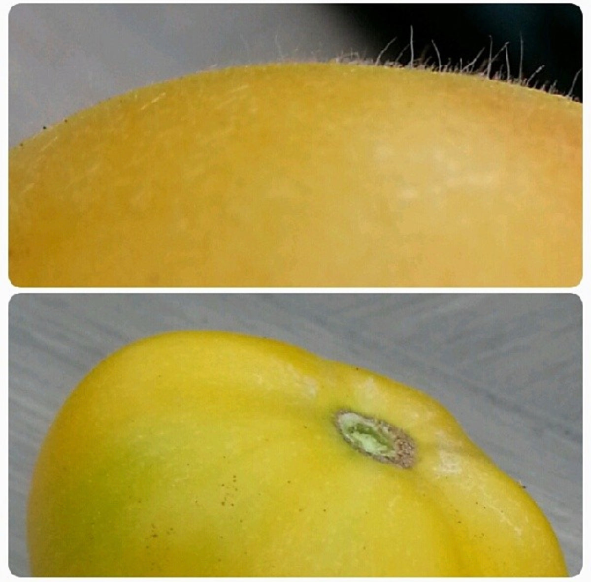 Two close-up views of a yellow tomato, showing fine hairs on its skin.