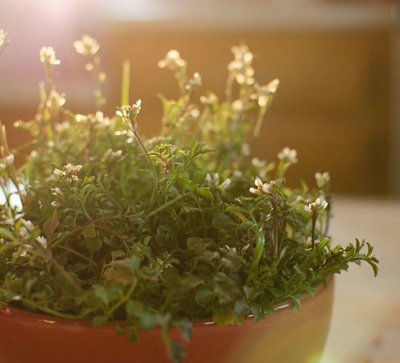 plant thyme seeds Winter Thyme Seeds – Plant and Heal Co
