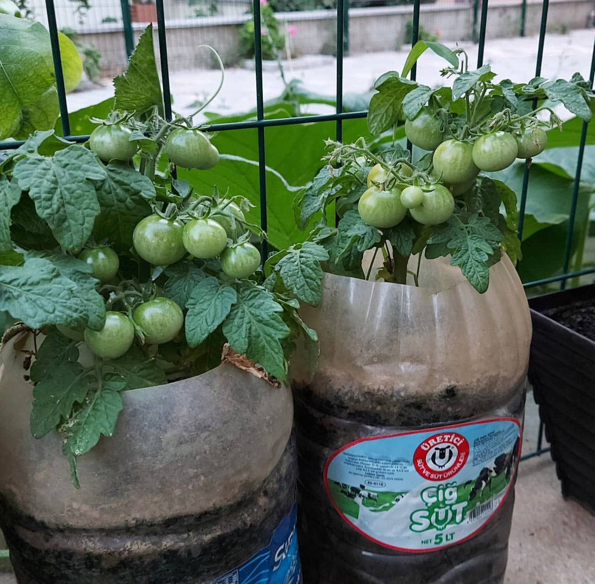 Two compact tomato plants with green fruit growing in reused containers.