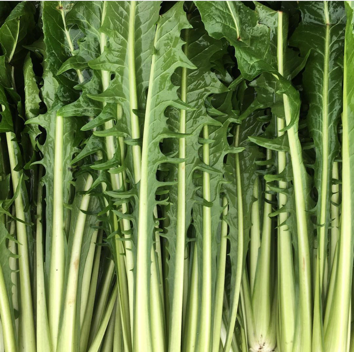 Long pale green stems lined up beneath deeply cut leafy tops.