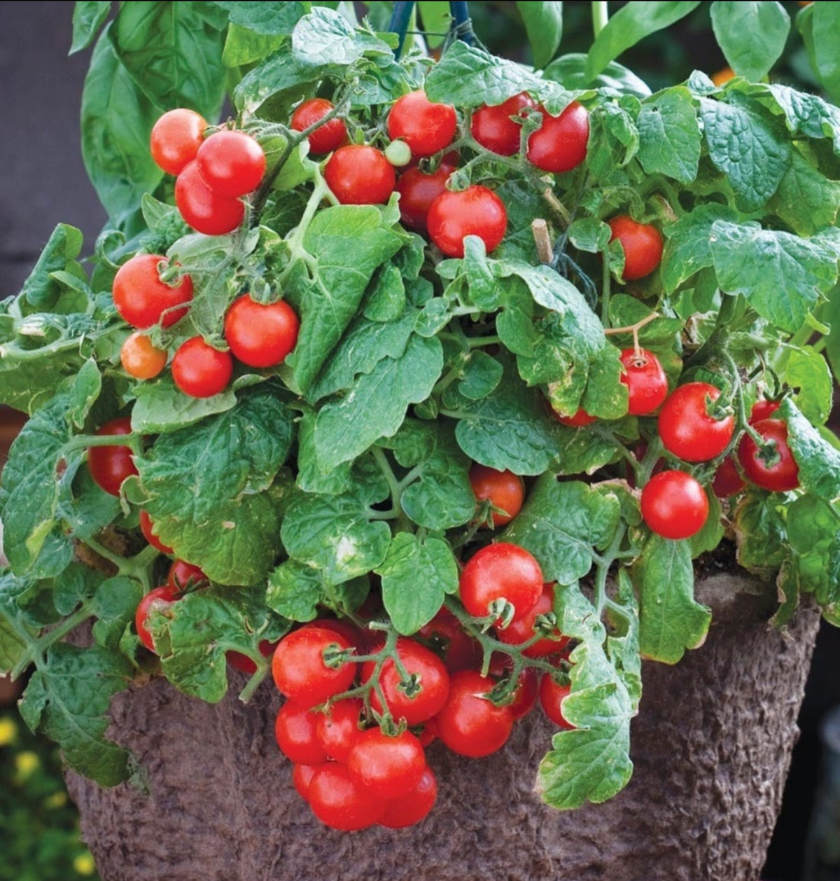 A compact Red Robin tomato plant covered in small red fruit — from BlackOwnedSeeds.com.