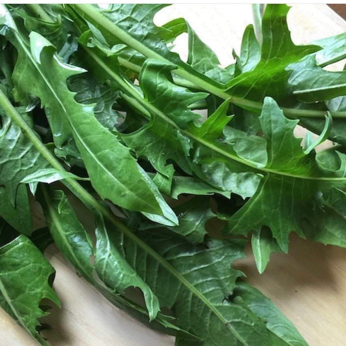 Close-up of deeply lobed green leaves with pale central veins.