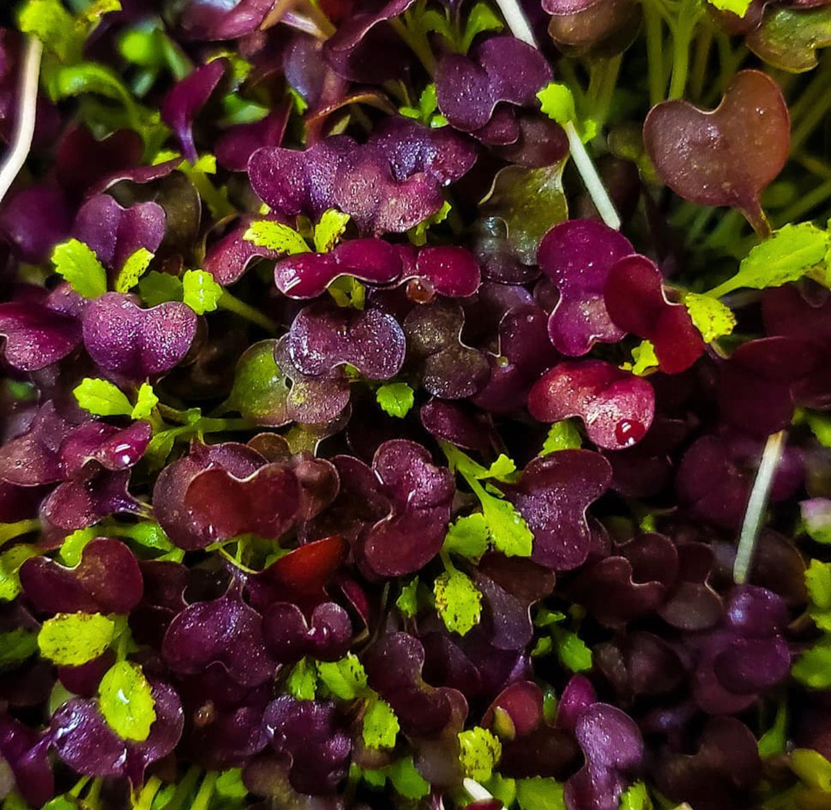 Close-up of tiny mustard seedlings with purple rounded leaves and green new growth.