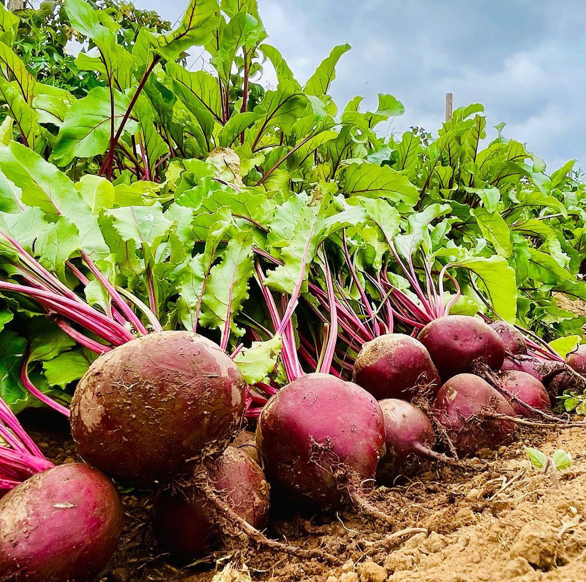 Freshly harvested red beets lined up on soil with their greens attached.