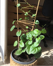 Load image into Gallery viewer, Red Malabar Spinach

