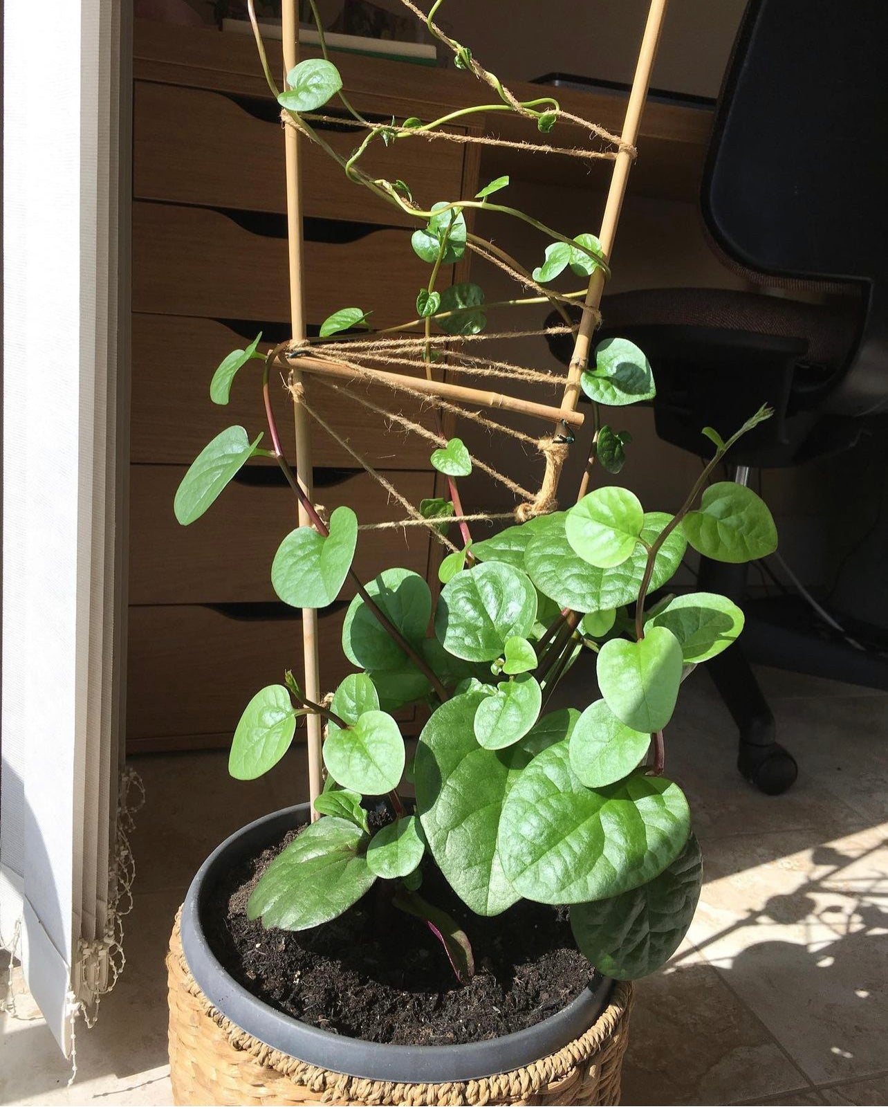 Red Malabar Spinach Live Plant – Plant and Heal Co
