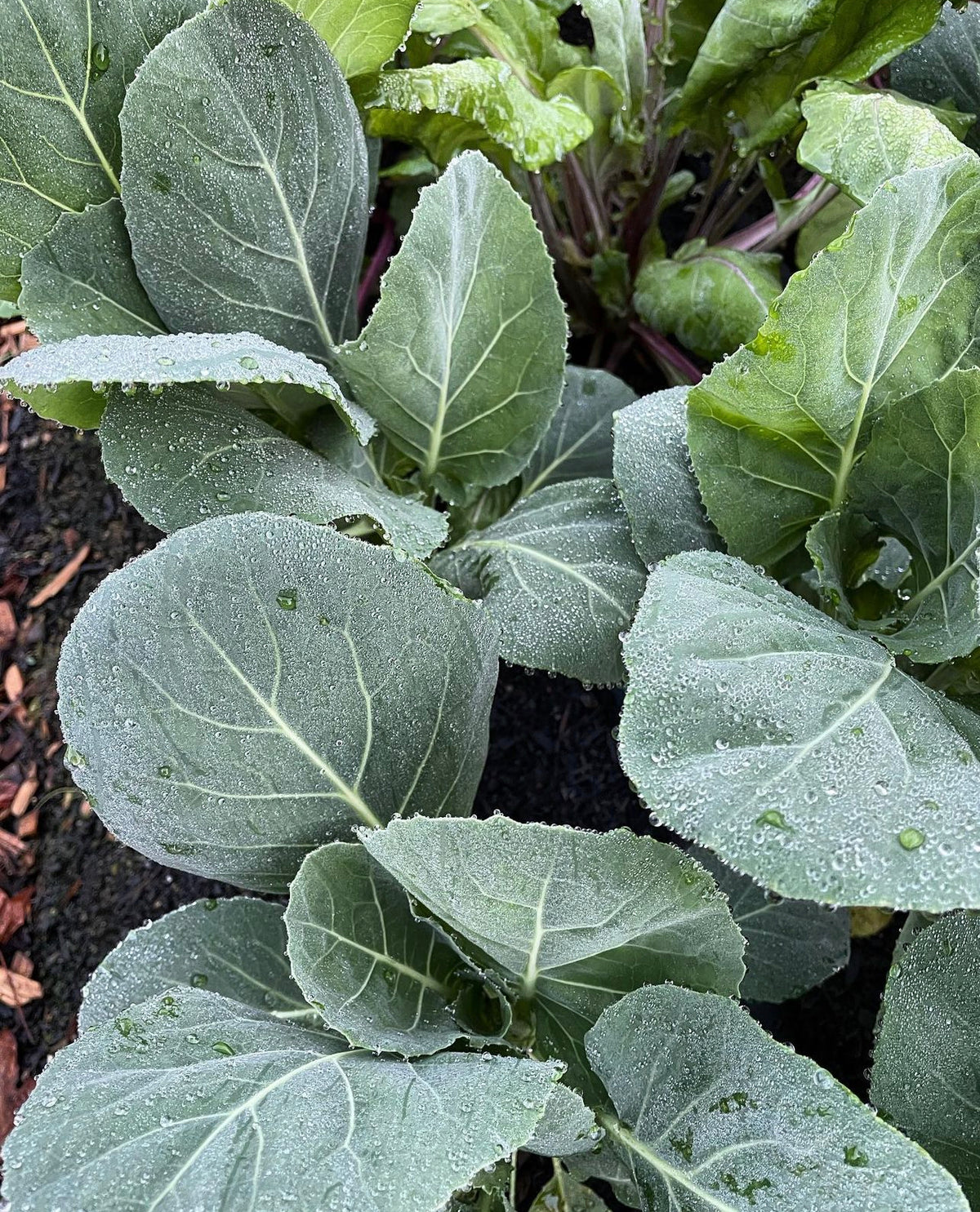 Young collard plants with rounded blue-green leaves growing in soil.