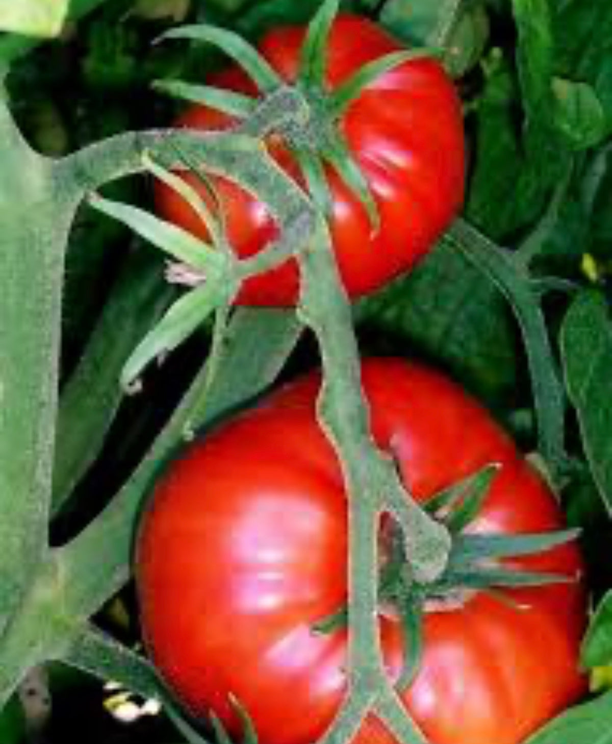 Ripe red Hamson tomatoes hanging on thick green stems — from BlackOwnedSeeds.com.