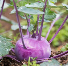Load image into Gallery viewer, A vibrant photo of a purple, bulbous vegetable with green leaves and stems.

