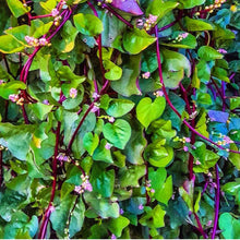 Load image into Gallery viewer, Red Malabar Spinach Seeds
