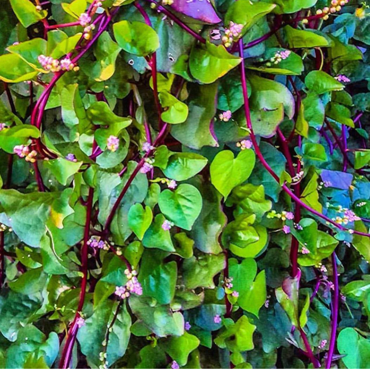 Red Malabar Spinach Live Plant – Plant and Heal Co