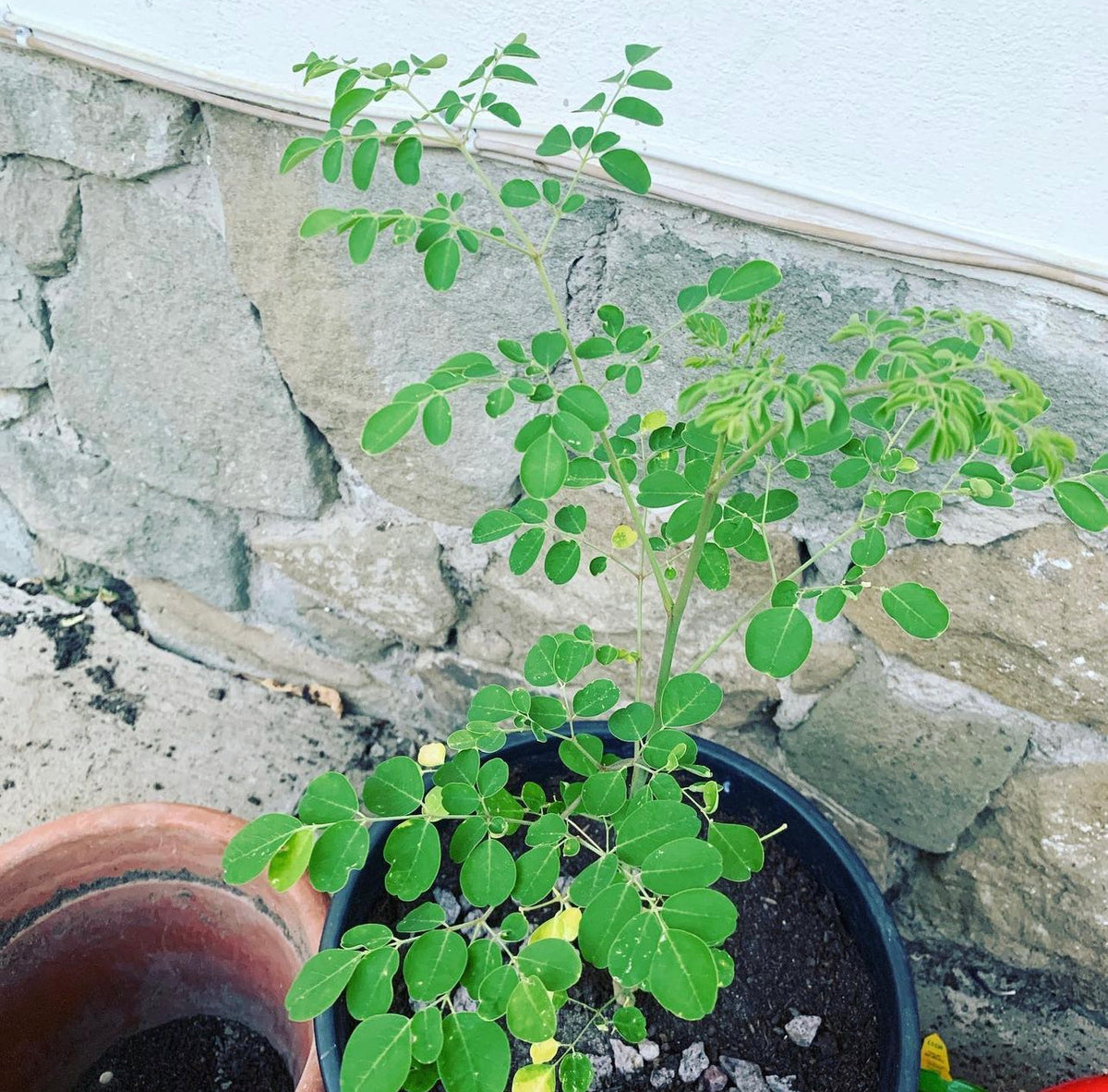 A young moringa tree growing in a black pot beside a wall.