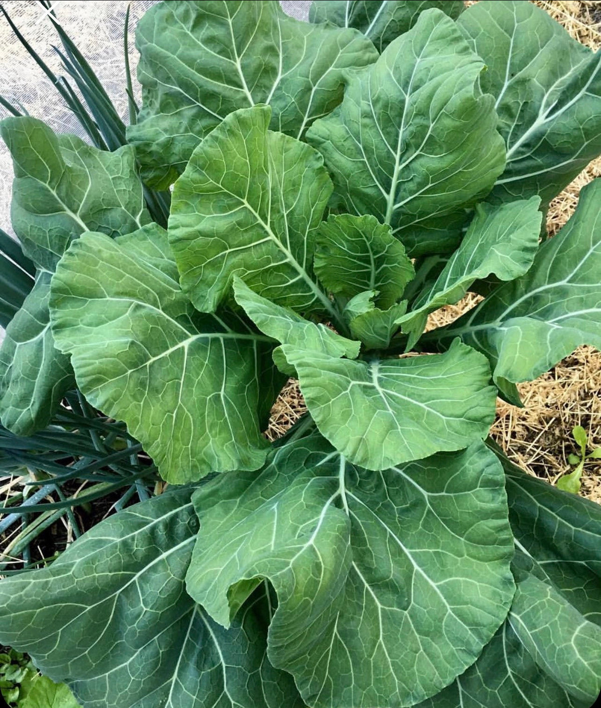 A Vates collard plant with broad green leaves arranged around its center — from BlackOwnedSeeds.com.