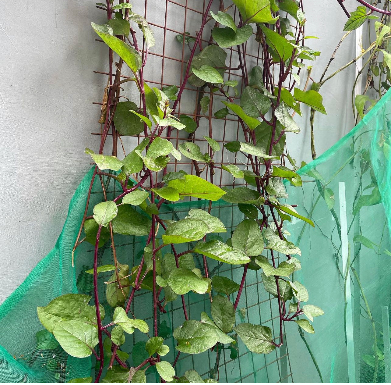 Red Malabar Spinach Live Plant  Plant and Heal Co.