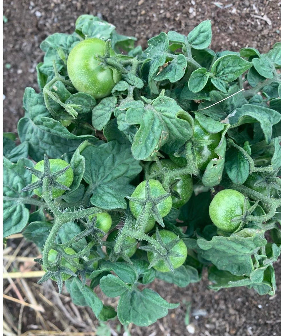 A small tomato plant viewed from above with several unripe green fruits.