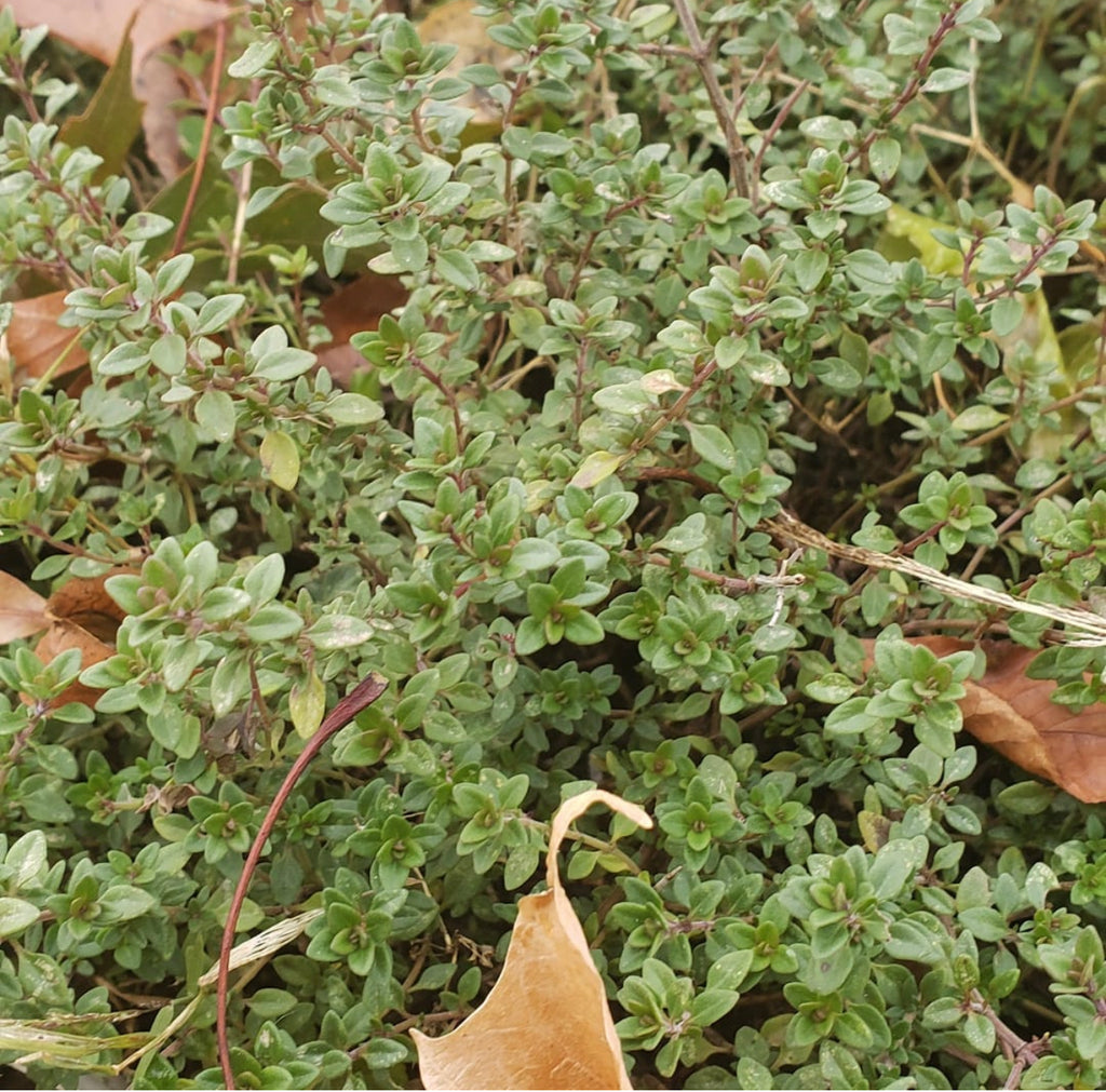 Winter thyme with tiny gray-green leaves growing among fallen leaves — from BlackOwnedSeeds.com.
