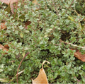Winter thyme with tiny gray-green leaves growing among fallen leaves — from BlackOwnedSeeds.com.
