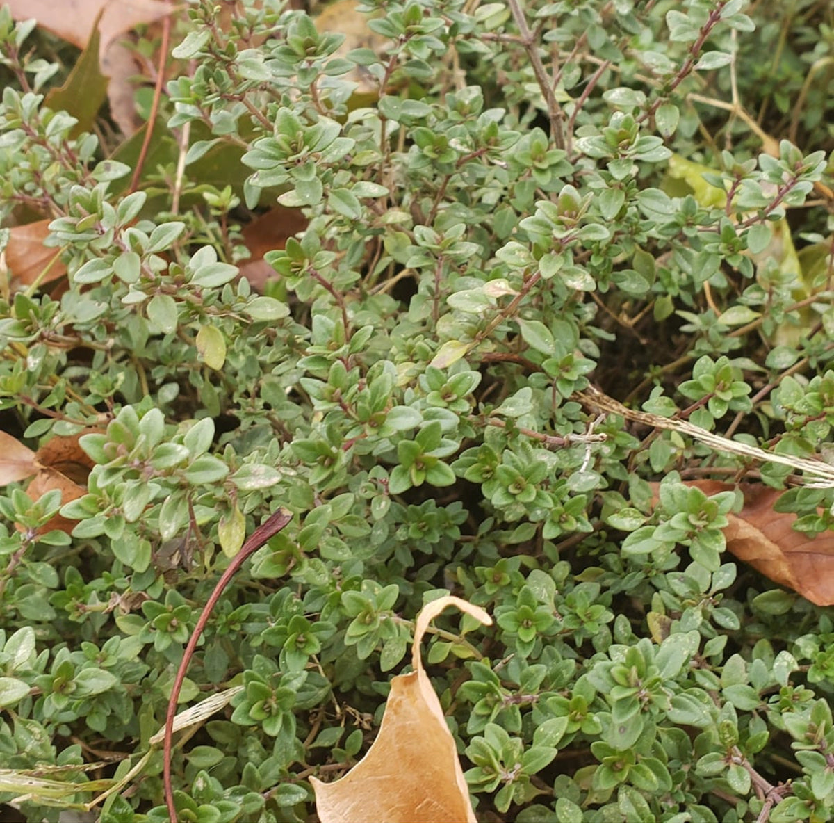 Winter thyme with tiny gray-green leaves growing among fallen leaves — from BlackOwnedSeeds.com.