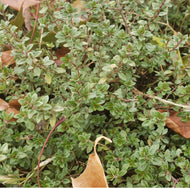 Winter Thyme Seeds - Plant and Heal