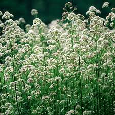 Valerian Root