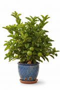 A bushy guava plant bearing green fruit in a blue decorative pot.