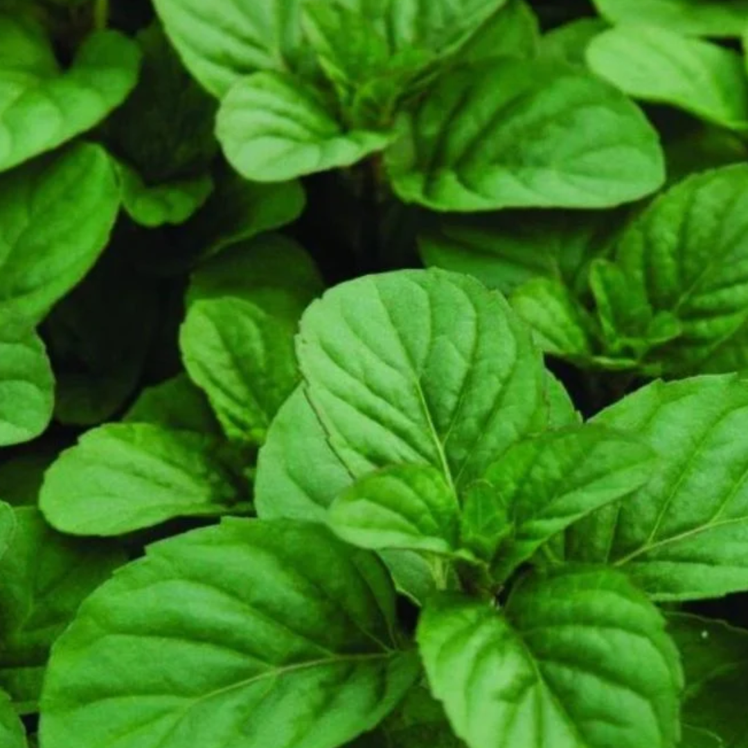 Orange mint with dense, textured green leaves.