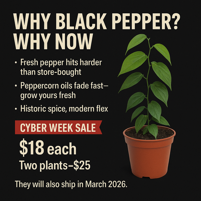Promotional graphic for black pepper plants with a potted plant on a black background.