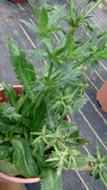 Culantro (Eryngium foetidum) foliage — photo by Mokkie, CC BY-SA 3.0