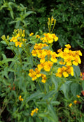 Mexican tarragon (Tagetes lucida) — Krzysztof Ziarnek, Kenraiz, CC BY-SA 4.0